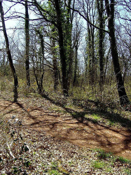 DSC03842.JPG - voie de 1,10 m vers les mines de Lagarde, au milieu et  entre les deux rangées d'arbres